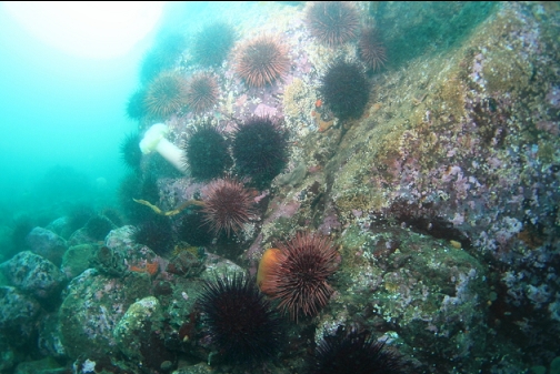 urchins and a plumose anemone