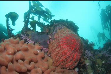 sunflower star and tunicates