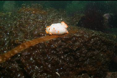 clown nudibranch on bottom kelp