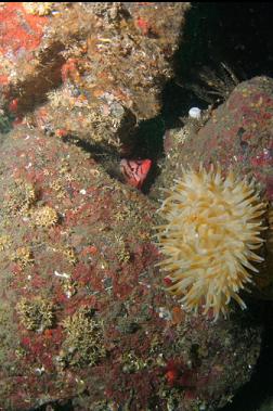 anemone and tiger rockfish