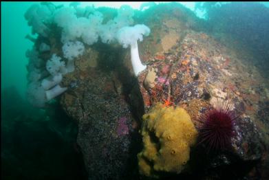 sponge and plumose anemones