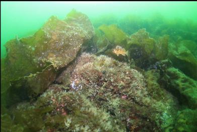 small copper rockfish, tunicates and bottom kelp