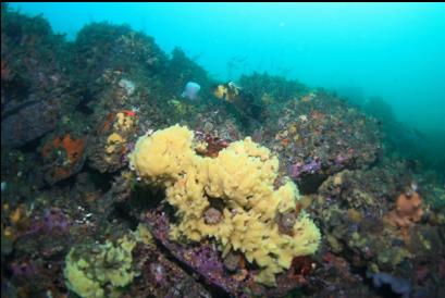 quillback rockfish and sponge