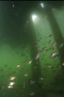 ROCKFISH AND PERCH UNDER DOCK