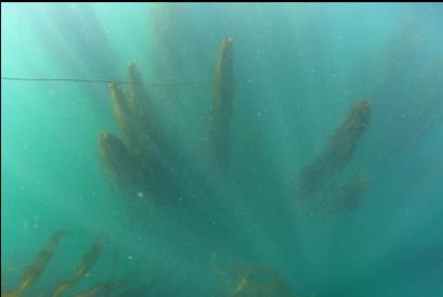 looking down at kelp while swimming out on surface