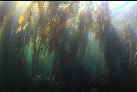kelp in the small bay