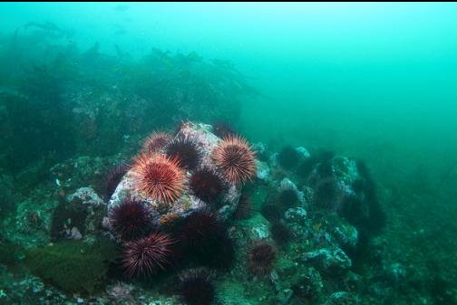urchins on a natural reef