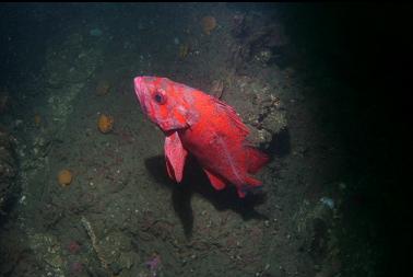 tailless vermilion rockfish