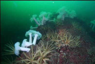 feather stars and plumose anmeones
