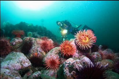 fish-eating anemones and urchins on rubble slope