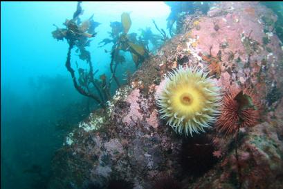 fish-eating anemone