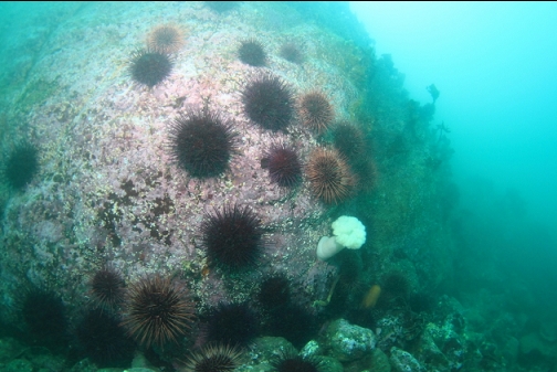 urchins and plumose anemone