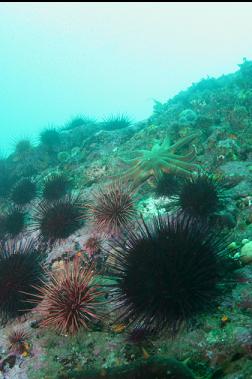 urchins and sun star on shallower reef