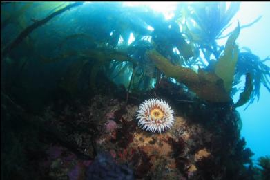 anemone and stalked kelp