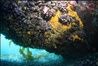 mussels, barnacles and sponge under overhang