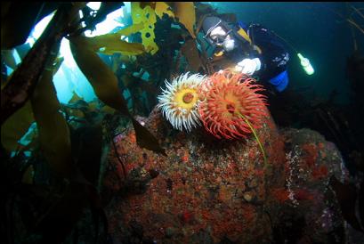 fish-eating anemones under kelp