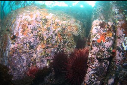 anemone and urchins at top of wall