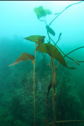 macrocystis kelp on the wreckage