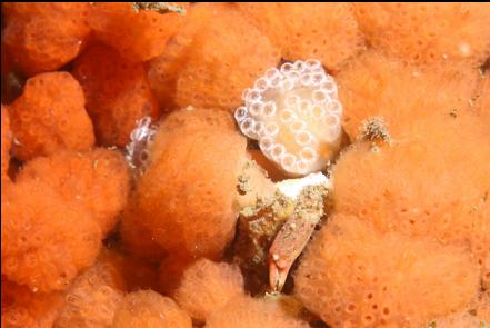 crab hiding in tunicates