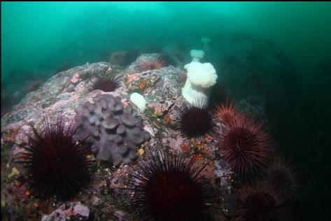 purple tunicates and urchins
