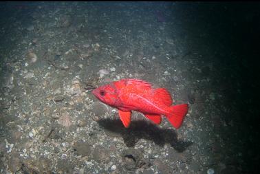 vermilion rockfish at base of breakwater
