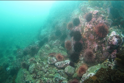 urchins at the base of the wall