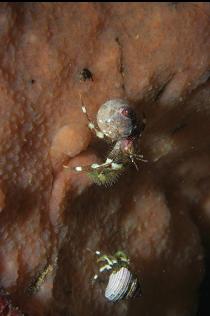 HERMIT CRABS ON TUNICATE COLONY