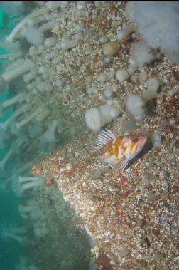 copper rockfish near rudder
