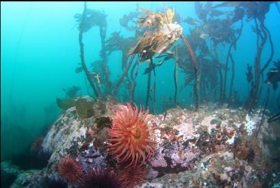 fish-eating anemone