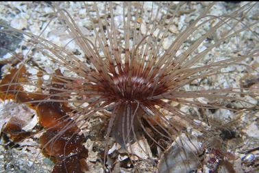 tube-dwelling anemone