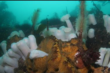 sponge and anemones