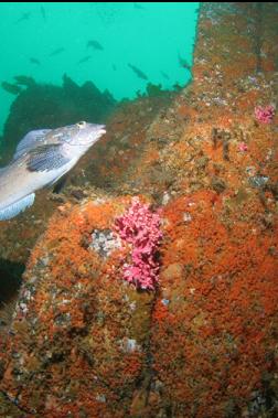 kelp greenling intruding on hydrocoral photo