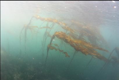 bull kelp at surface