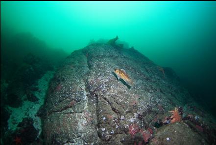 copper rockfish on ledge above wall