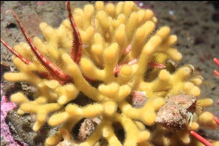 staghorn bryozoan, brittle stars and hermit crab