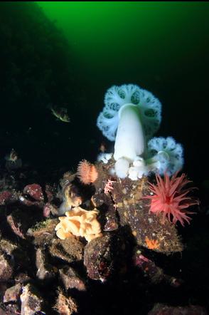 anemones and rockfish and small cloud sponge 110' deep