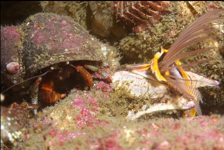 hermit crab and barnacle