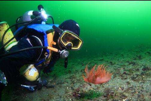 swimming giant nudibranch