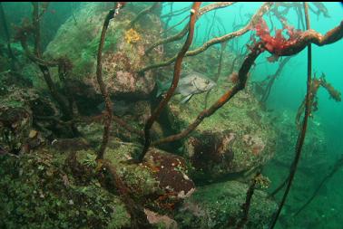 black rockfish and stalked kelp