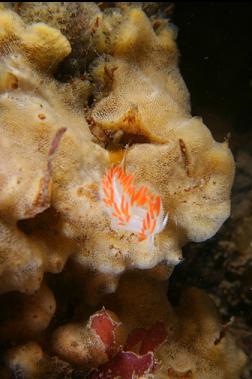 nudibranch on sponge