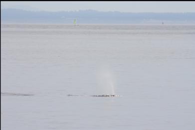 whale blowing in Baynes Channel