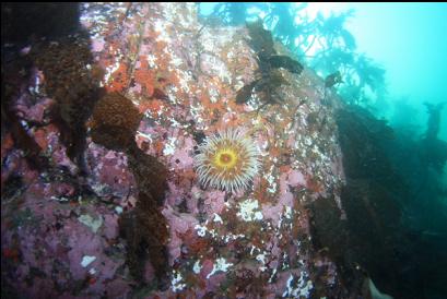 fish-eating anemone