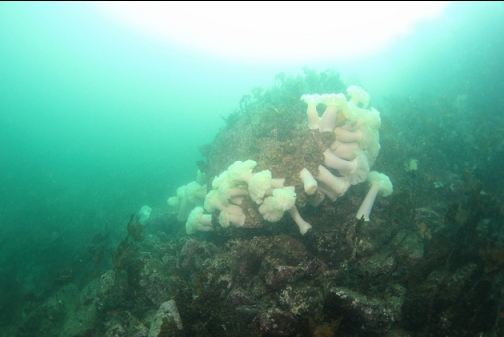 plumose anemones