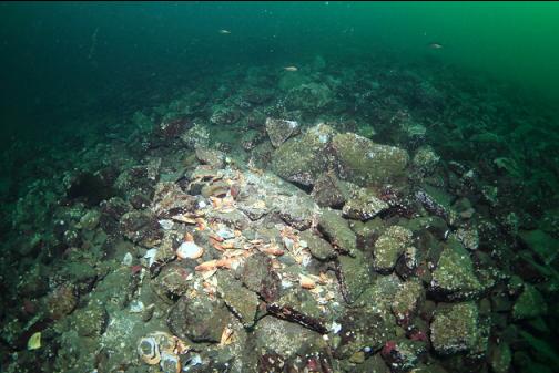 crab shells at an octopus den