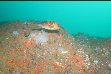 quillback rockfish near top of wall