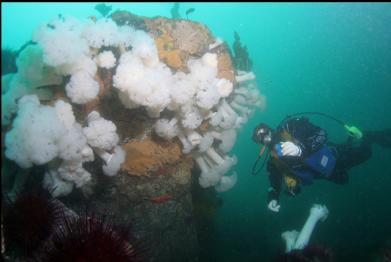 plumose anemones under small overhang on deeper slope