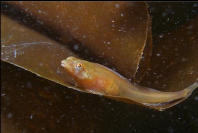 fish on kelp