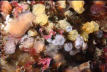 tunicates and cemented tube worms