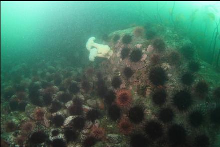 Urchins on one of the reefs