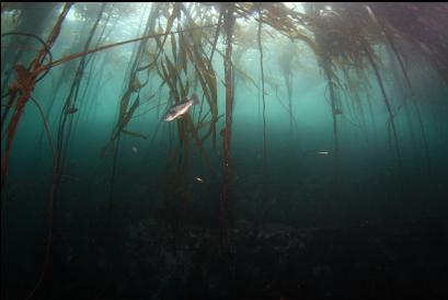 black rockfish under kelp